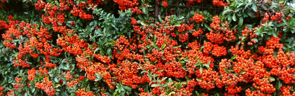 Pyracantha banner 02